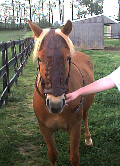 I fashioned Rohirrim Equine Face Armor It is only one piece and made of 